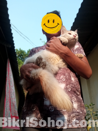 পারসিয়ান ক্যাট